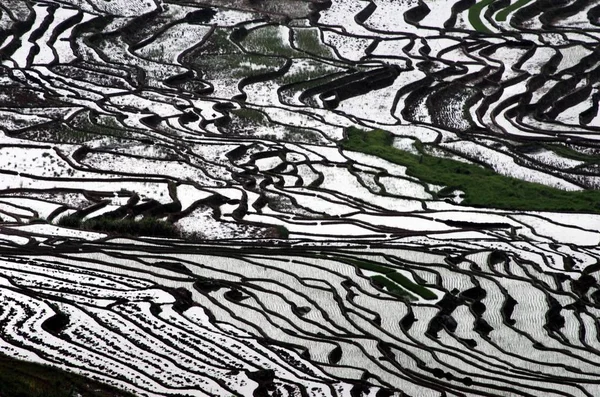 Widok Tarasowych Pól Ryżowych Gminie Youxi Sanming City Wschód Porcelana — Zdjęcie stockowe
