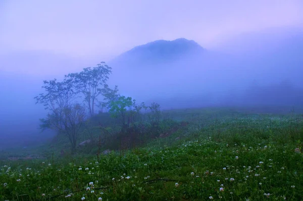 Geheimnisvolle Waldlandschaft Den Shennongjia Bergen Shennongjia Provinz Zentral China Hubei — Stockfoto