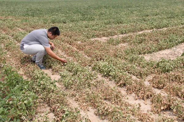 Agricultor Chinês Verifica Crescimento Das Culturas Seu Campo Amendoim Quase — Fotografia de Stock