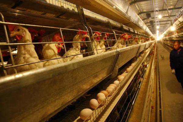 Een Chinese Werknemer Controleert Productie Van Eieren Een Kippenboerderij Oost — Stockfoto