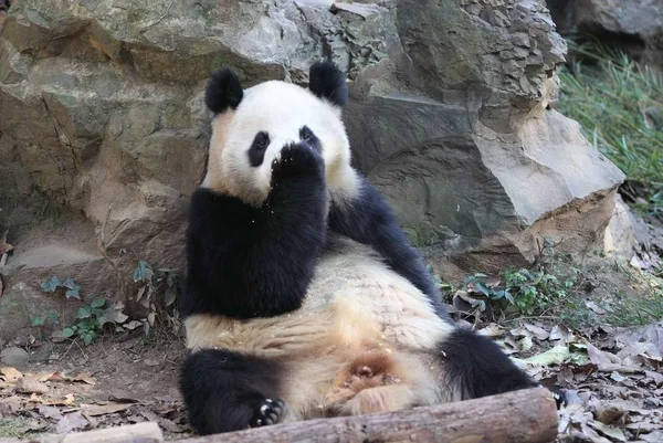 Dos Gêmeos Panda Gigante Lambe Pata Depois Comer Pão Milho — Fotografia de Stock