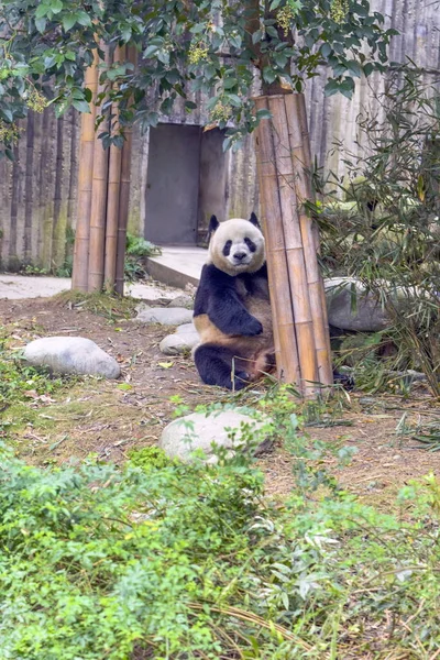 Giant Panda Siedzi Chengdu Research Base Giant Panda Hodowli Mieście — Zdjęcie stockowe