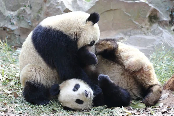 Gémeos Panda Gigantes Chengda Chengxiao Jogam Zoológico Hangzhou Cidade Hangzhou — Fotografia de Stock