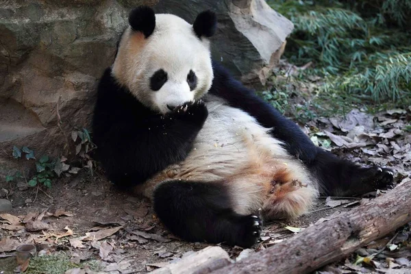 Óriás Panda Ikrek Egyik Nyalogatja Mancs Után Eszik Egy Párolt — Stock Fotó