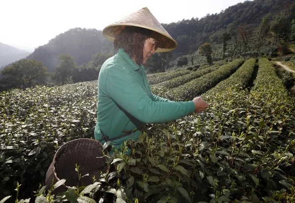 Chinese Farmer Picks Longjing Dragon Well Tea Leaves Tea Plantation — Stock Photo, Image