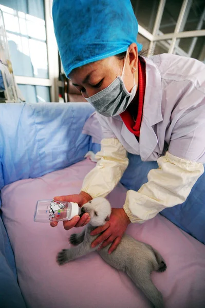 Membro Equipe Chinesa Alimenta Urso Polar Recém Nascido Oceano Penglai — Fotografia de Stock