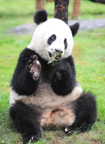 Egy Óriás Panda Eszik Rizst Galuskával Duanwu Fesztivál Park Jinan — Stock Fotó