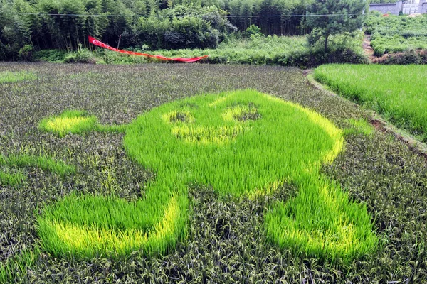 Картина Рисового Рисового Рисования Показана Рисовом Поле Экологической Ферме Городе — стоковое фото