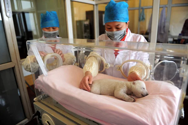 Membro Equipe Chinesa Assiste Urso Polar Recém Nascido Que Está — Fotografia de Stock