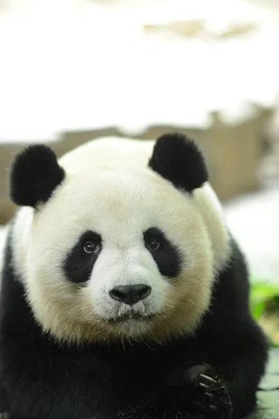 File Neste Quadro Esmola Panda Gigante Feminino Xiao Juxiao Descansa — Fotografia de Stock