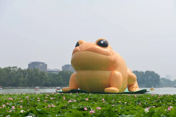 Meter Tall Golden Fabric Frog Displayed Yuyuantan Park Beijing China — Stock Photo, Image