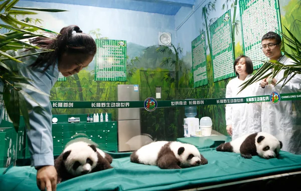 Los Trillizos Panda Gigantes Exhiben Una Ceremonia Para Celebrar Sus — Foto de Stock