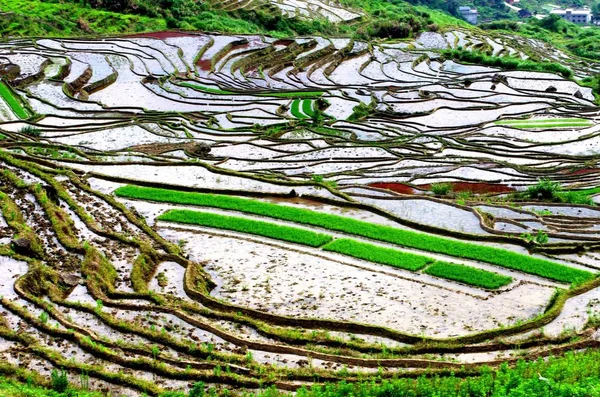 Vista Dos Campos Arroz Terraços Condado Youxi Cidade Sanming Leste — Fotografia de Stock