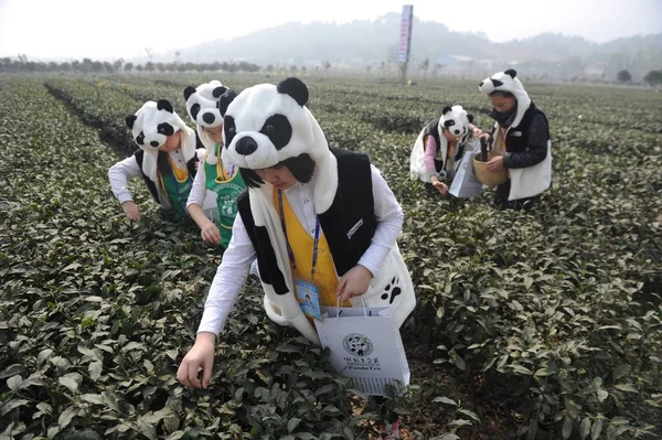 Öğrenciler Panda Kostümleri Çekme Çay Yaprakları Ile Panda Dışkı Mengding — Stok fotoğraf