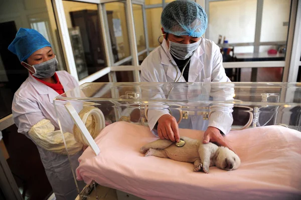 Membro Equipe Chinesa Examina Urso Polar Recém Nascido Que Está — Fotografia de Stock