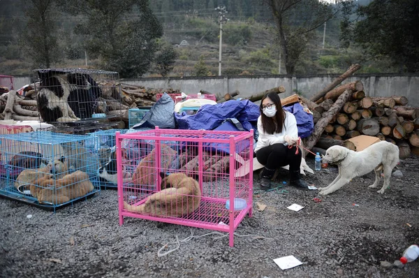 Voluntario Chino Observa Perros Rescatados Enjaulados Asentamiento Temporal Ciudad Anwen — Foto de Stock