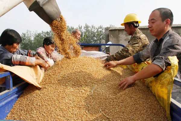 Bauern Ernten Getreide Dorf Yuanji Stadt Huaian Provinz Jiangsu Ostchina — Stockfoto