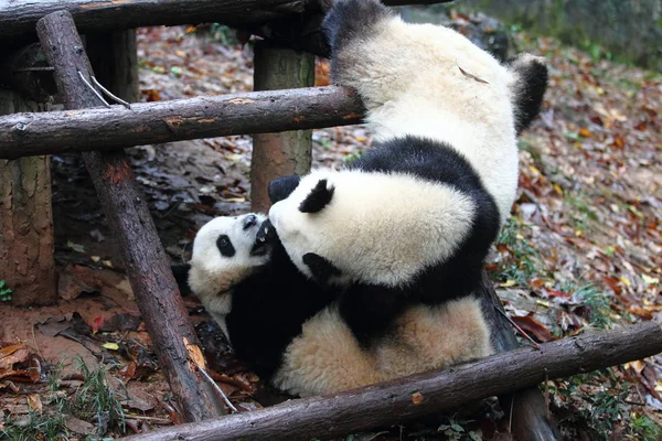 Gemelos Panda Gigantes Chengda Chengxiao Juegan Zoológico Hangzhou Ciudad Hangzhou — Foto de Stock