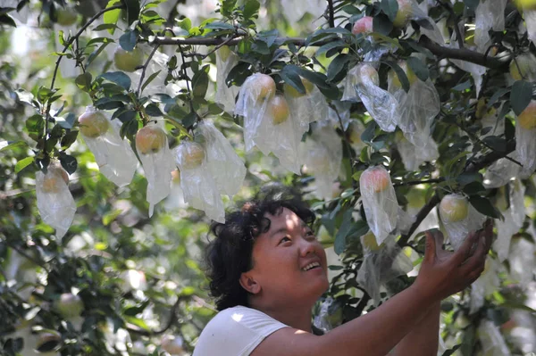Китайские Фермеры Собирают Яблоки Яблоневом Саду Деревне Саньцюань Город Саньцюань — стоковое фото