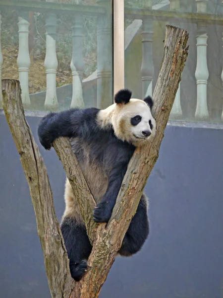 Ein Panda Auf Einem Zweig Einem Zoo Nanjing Provinz Jiangsu — Stockfoto