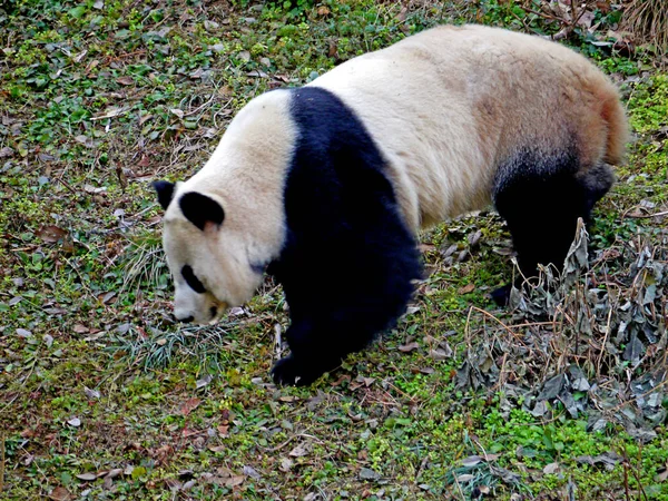 Panda Stato Visto Uno Zoo Nanchino Provincia Orientale Del Jiangsu — Foto Stock