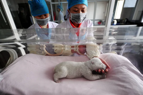 Membro Equipe Chinesa Assiste Urso Polar Recém Nascido Que Está — Fotografia de Stock