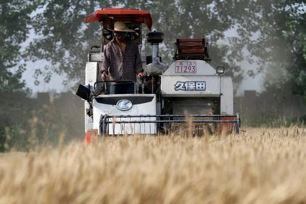 Agricultor Chino Conduce Una Cosechadora Para Cosechar Trigo Una Granja —  Fotos de Stock