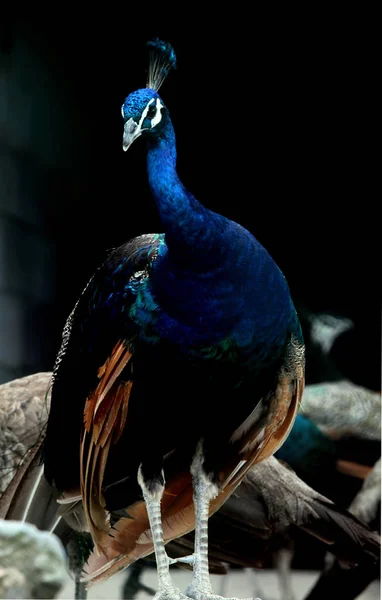 Blauwe Peafowls Zijn Zien Een Boerderij Peacock Yuhuan County Taizhou — Stockfoto