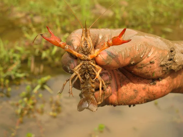 Akkerbouwer Toont Een Rivierkreeft Gevangen Rijstvelden Yuanyang Powiat Honghe Hani — Stockfoto