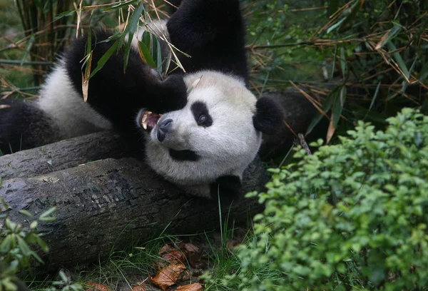 2012年1月11日 在中国四川省西南部成都市的成都大熊猫繁育研究基地 可以看到一只熊猫吃竹子 — 图库照片