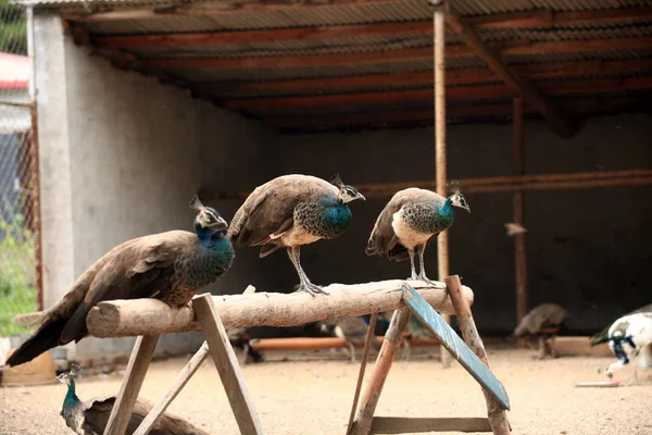 Peahens Descansar Bar Madeira Parque Jiangnan Cidade Jilin Nordeste Província — Fotografia de Stock