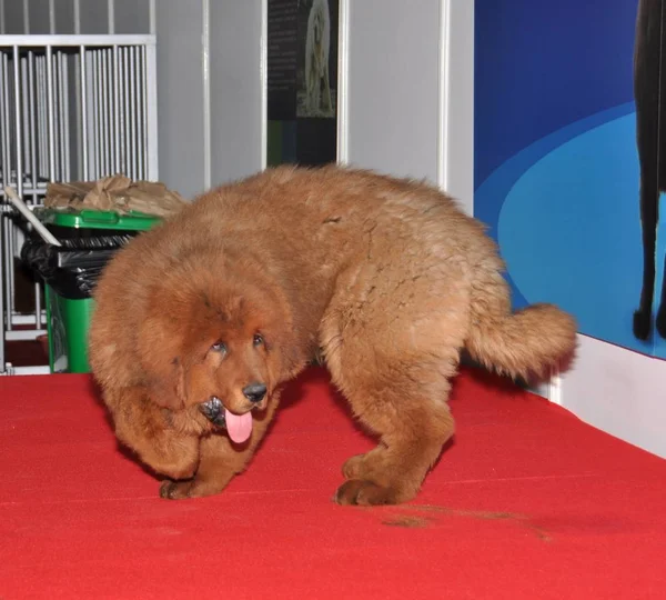 Mastiff Tibétain Debout Sur Stand Lors Une Exposition Shanghai Chine — Photo