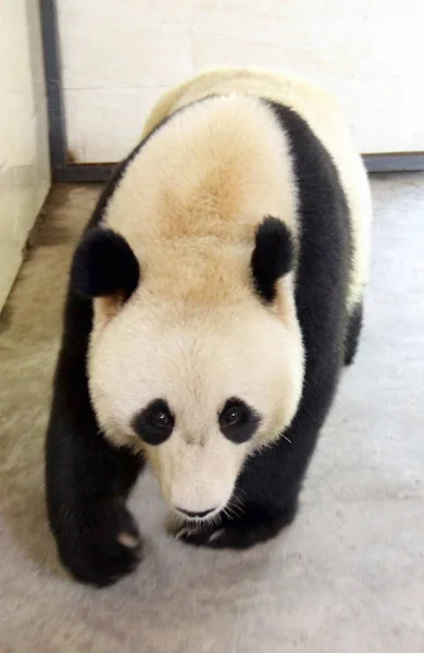 Panda Velká Samice Yang Hua Bloudí Jeho Domě Huaying Mountain — Stock fotografie