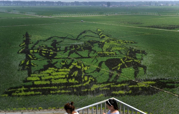 Residentes Locais Caminham Uma Ponte Perto Uma Pintura Arroz Campo — Fotografia de Stock