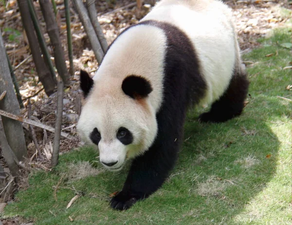 Panda Gigante Femenina Yang Hua Deambula Base Entrenamiento Salvaje Panda — Foto de Stock