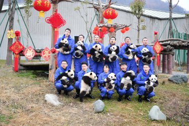 Giant panda cubs born in 2018 held by keepers pose for photos during an event to pay a New Year call to celebrate the upcoming Chinese Lunar New Year, also known as Spring Festival, at the Shenshuping breeding base of Wolong National Nature Reserve i clipart