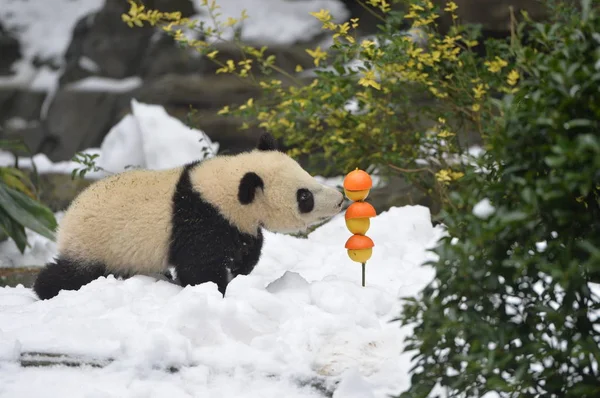 Giant Panda Cub Äter Frukter Snötäckta Marken Chengdu Forskning Base — Stockfoto