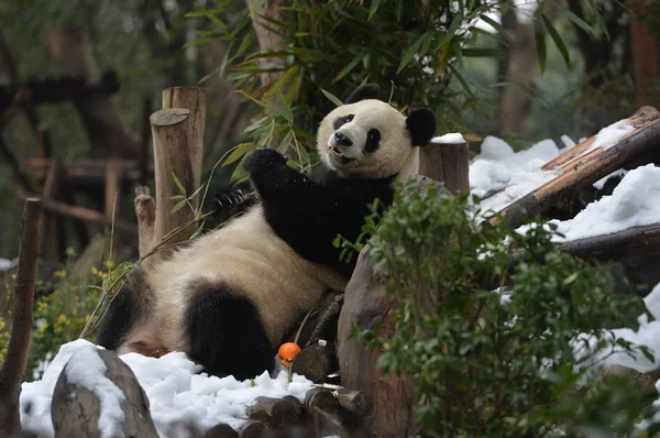 2019年1月31日 在中国西南四川省成都市大熊猫繁育成都研究基地 大熊猫 在被雪覆盖的地面上吃水果 — 图库照片