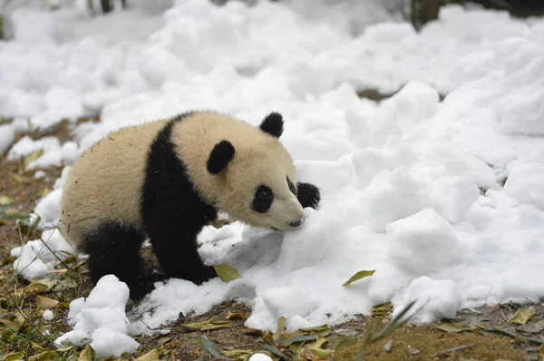 Giant Panda Cub Τρώει Φρούτα Στο Χιονισμένο Έδαφος Τσενγκντού Έρευνα — Φωτογραφία Αρχείου