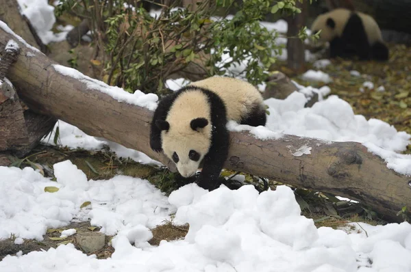 2019年1月31日 在中国西南四川省成都市大熊猫繁育成都研究基地 大熊猫幼崽 在被雪覆盖的地面上吃水果 — 图库照片