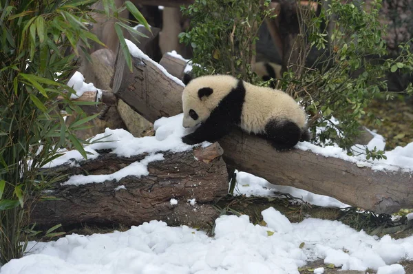 Óriás Panda Kölyök Eszik Gyümölcsöt Havas Földön Chengdu Kutatási Bázis — Stock Fotó