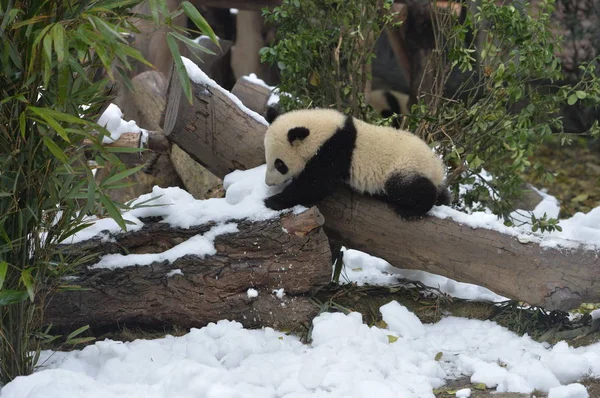 Giant Panda Cub Τρώει Φρούτα Στο Χιονισμένο Έδαφος Τσενγκντού Έρευνα — Φωτογραφία Αρχείου