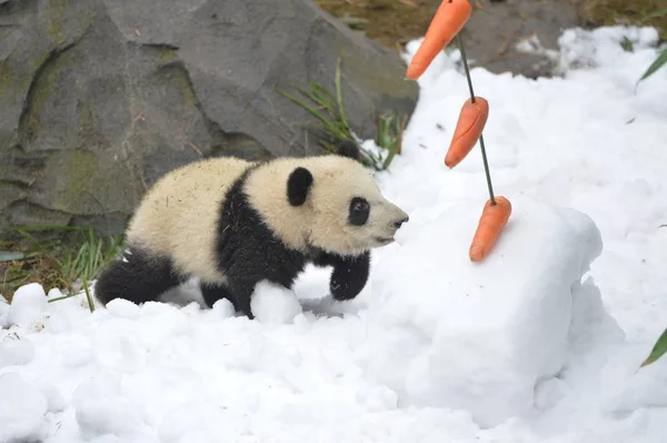 2019年1月31日 在中国西南四川省成都市大熊猫繁育成都研究基地 大熊猫幼崽 在被雪覆盖的地面上吃水果 — 图库照片