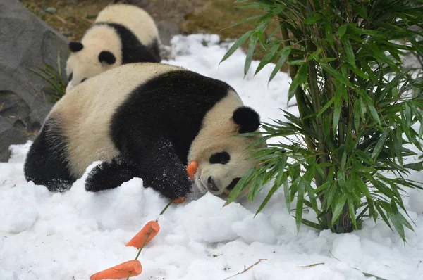 Giant Panda Äter Frukter Snötäckta Marken Chengdu Forskning Base Giant — Stockfoto
