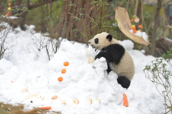 2019年1月31日 在中国西南四川省成都市大熊猫繁育成都研究基地 大熊猫幼崽 在被雪覆盖的地面上吃水果 — 图库照片