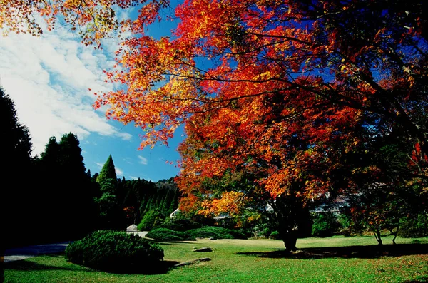 Krajobraz Ogrodów Botanicznych Górach Lushan Lub Góra Parku Narodowym Lushan — Zdjęcie stockowe