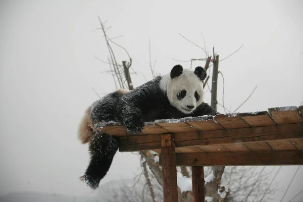 Egy Panda Van Látott Játék Egy Állatkert Ban Yantai Keleti — Stock Fotó