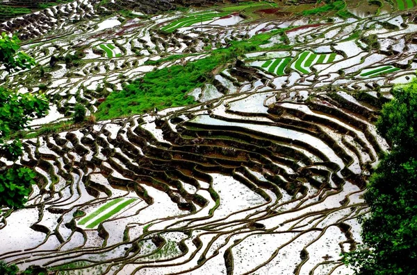 View Terraced Rice Fields Youxi County Sanming City East Chinas — Stock Photo, Image