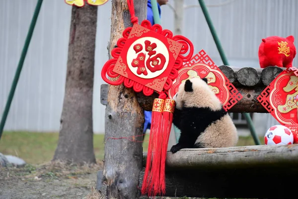 Cachorro Panda Gigante Nacido 2018 Juega Durante Evento Para Pagar — Foto de Stock
