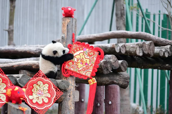 Egy Óriás Panda Kölyök Született 2018 Játszik Fizetni Hogy Megünnepeljük — Stock Fotó